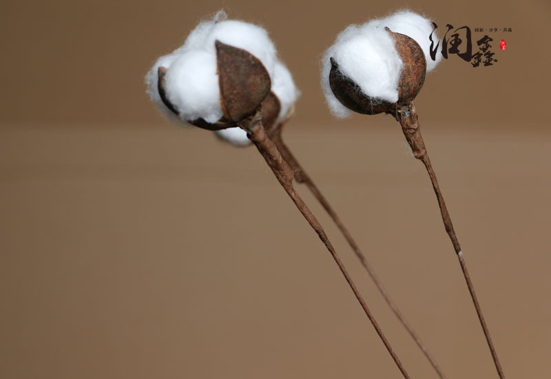 拍摄道具_棉花干花 天然棉花干枝棉装饰花 拍摄道具批发 - 阿里巴巴