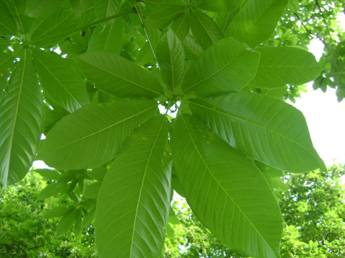 七叶树提取物 七叶皂甙 娑罗果提取物 现货 斯诺特厂家