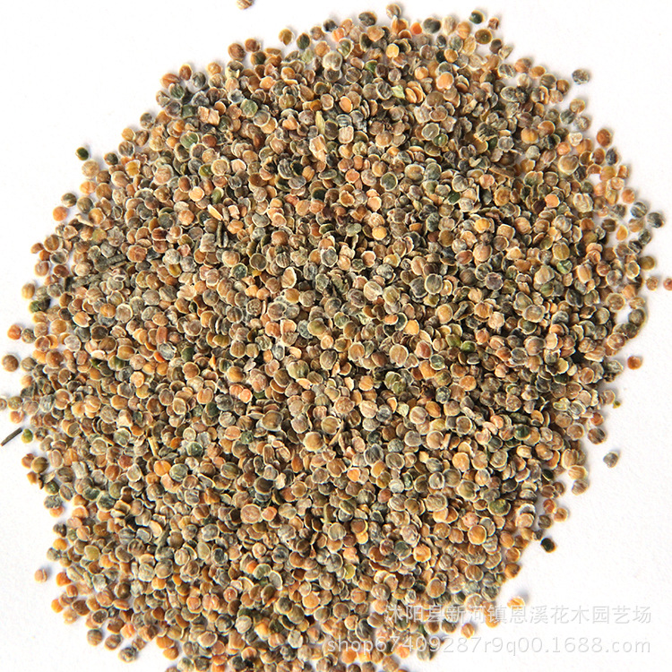 基地紫罗兰种子批发盆栽花卉种子 紫罗兰花籽 花卉草花种子