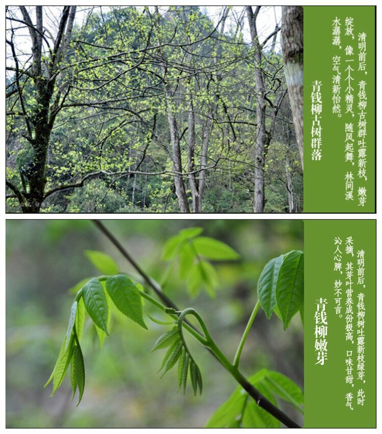 2018新茶 野生青钱柳 青钱柳嫩芽茶 古树嫩叶金钱柳 湖南绥宁产地