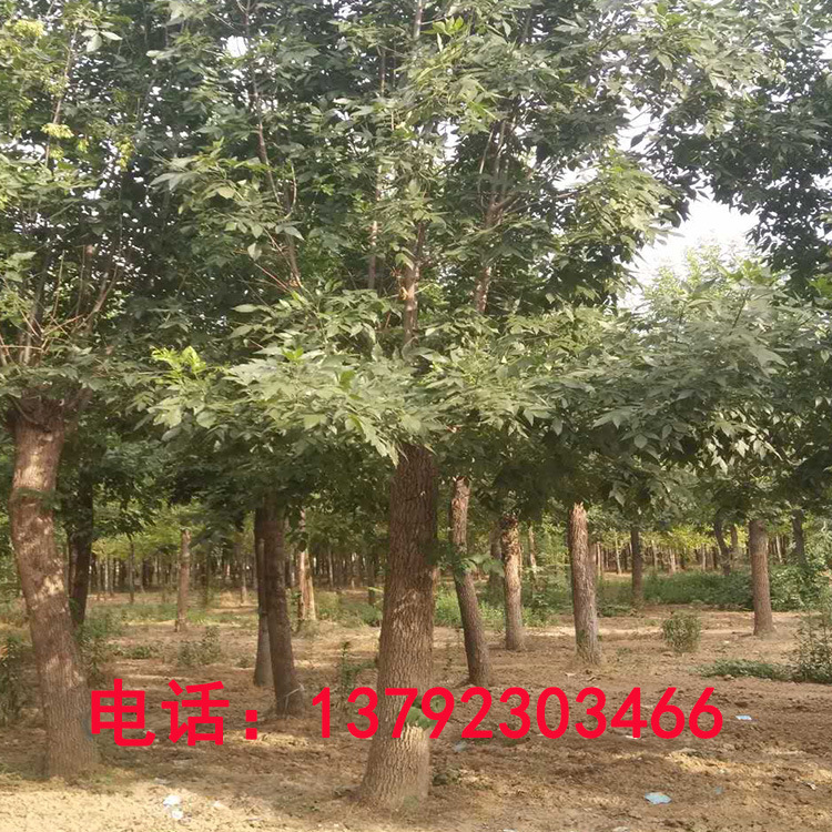 白腊树5--8公分白蜡基地常年供应规格白蜡树