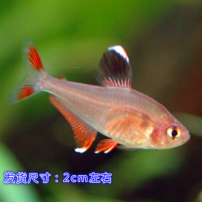 广州发货中心 玻璃扯旗 玫瑰扯旗鱼 红大勾 扯旗鱼 活体鱼 群游鱼