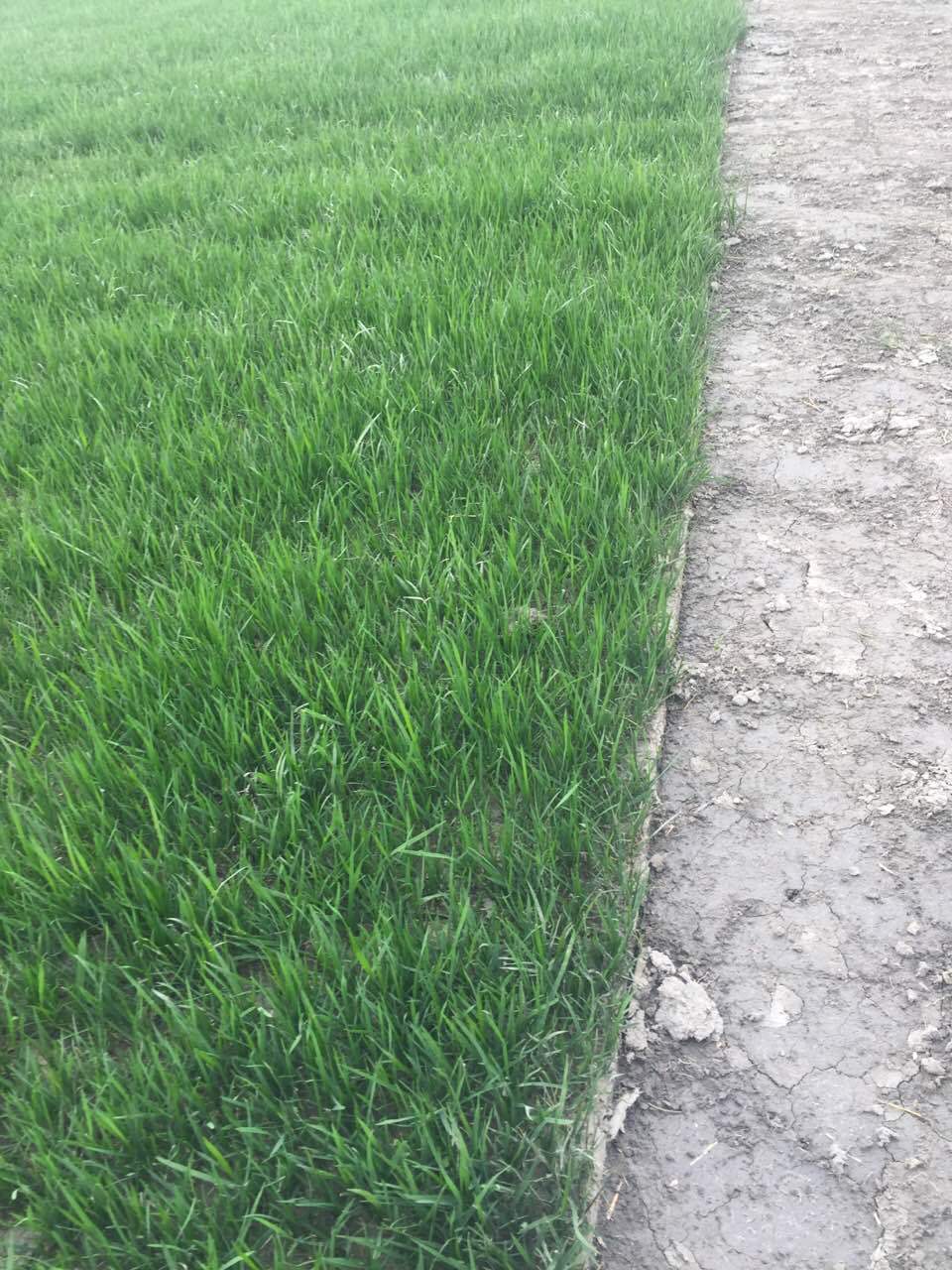 重庆大量低价批发台湾二号