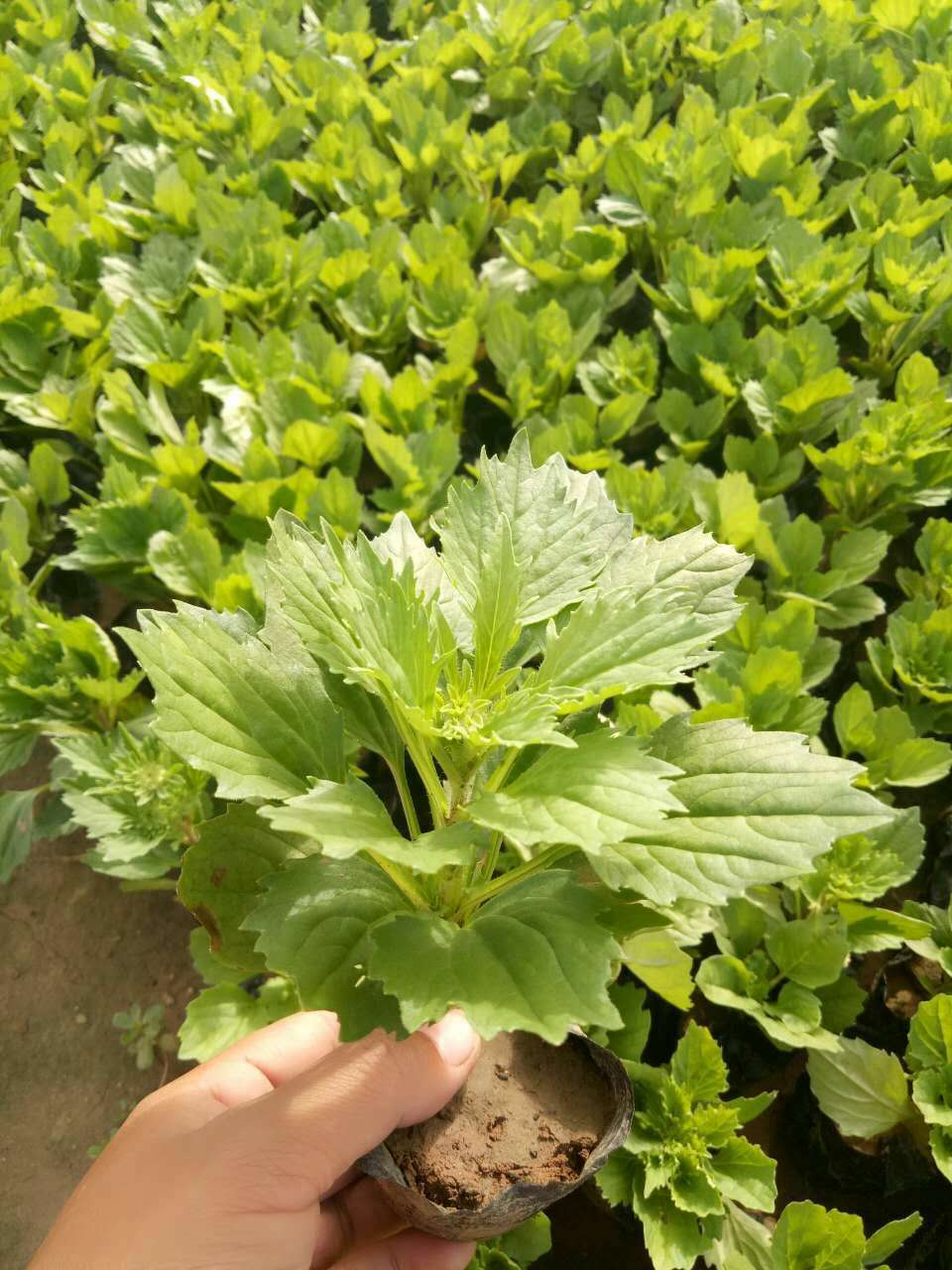 基地种植秋冬新品绿化植物翠菊 江西腊 山坡草丛七月菊 格桑花