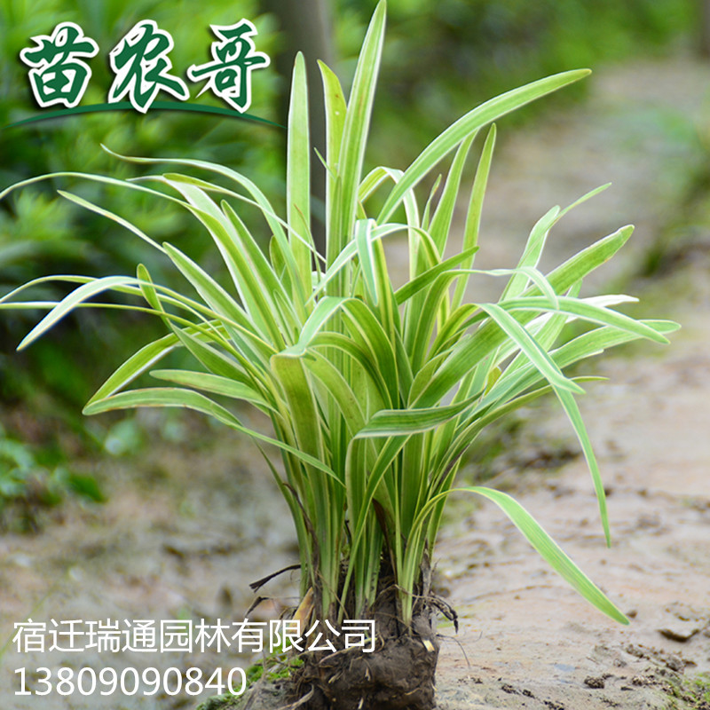 金边麦冬日本矮麦冬玉龙草沿阶草四季常青耐寒地被