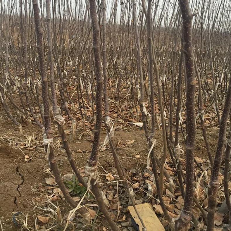 大量批发短枝红富士苹果树苗 矮化密植苹果苗