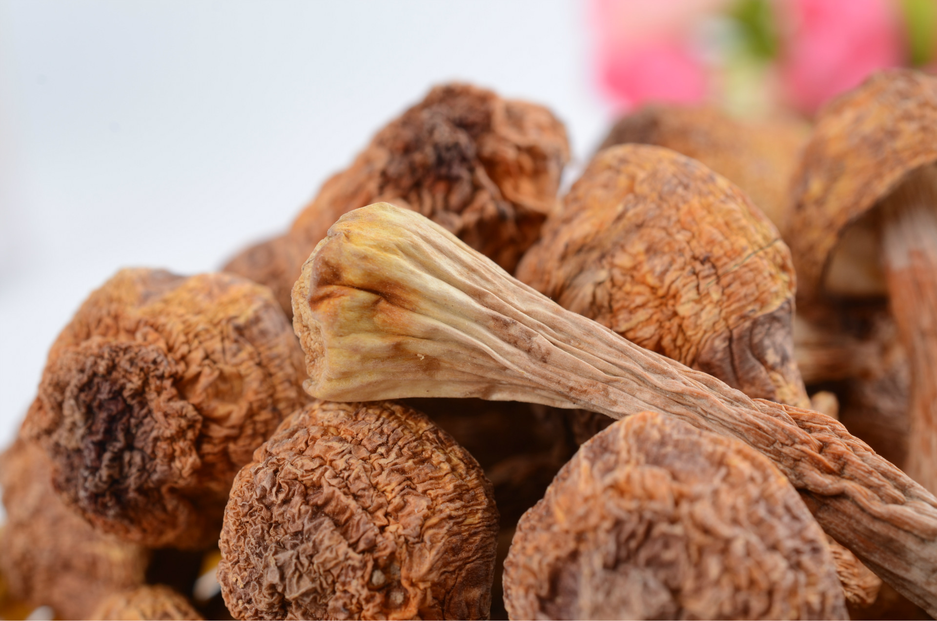 供应 特产正宗姬松茸菌 菌柄脆干货干姬松茸散装批发