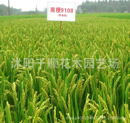 9108水稻哪里有_上海种植9108水稻_9108水稻