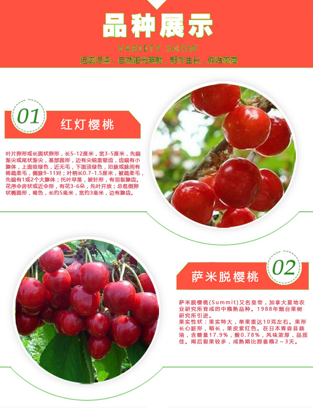 嫁接樱桃苗批发 现挖现卖樱桃树苗 美国车厘子大樱桃苗岱红樱桃苗