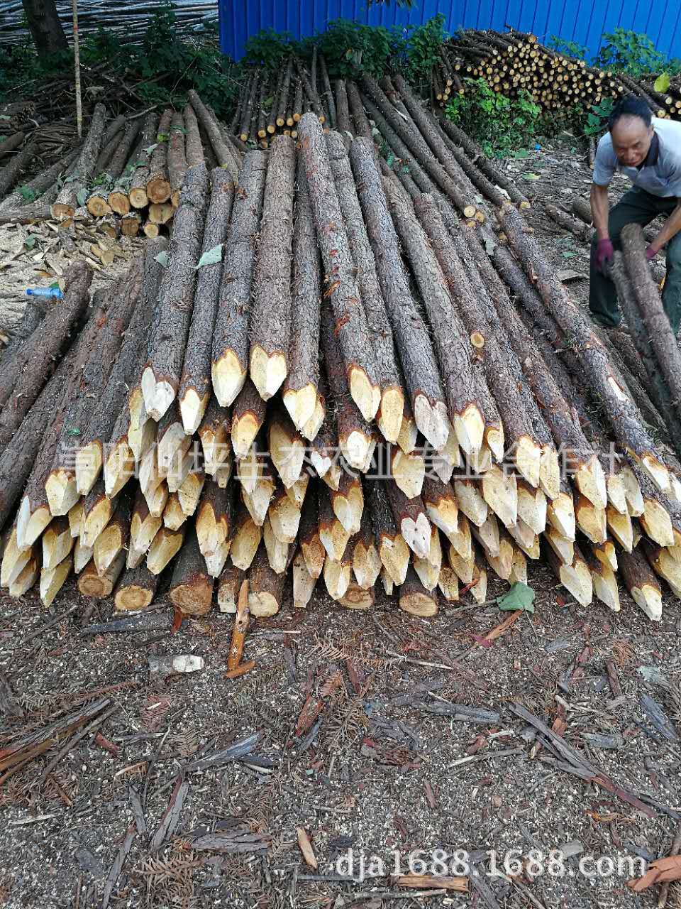 河道打桩木,园林绿化支撑杆长期原产地供应