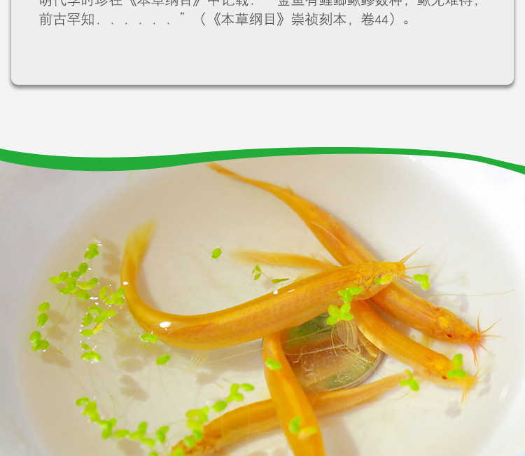 宏鑫养殖**黄金红眼鳅观赏泥鳅鱼红泥鳅白化土豪金活体泥鳅批.