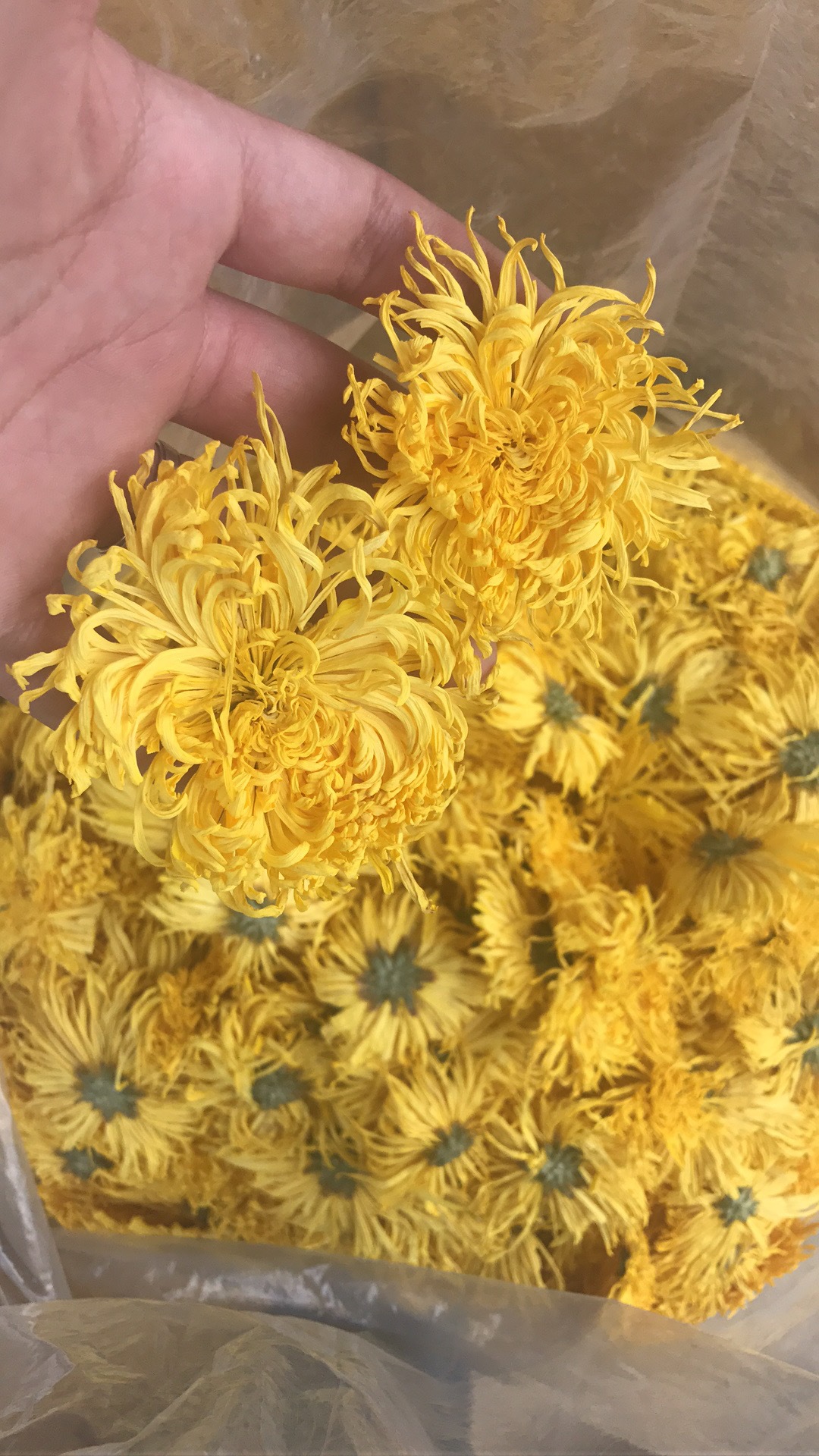 金丝皇菊婺源皇菊徽州皇菊一朵一杯泡开7到9厘米 厂家直销新花批