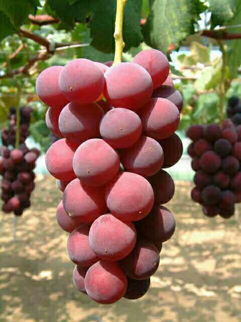 金华妮娜皇后葡萄苗