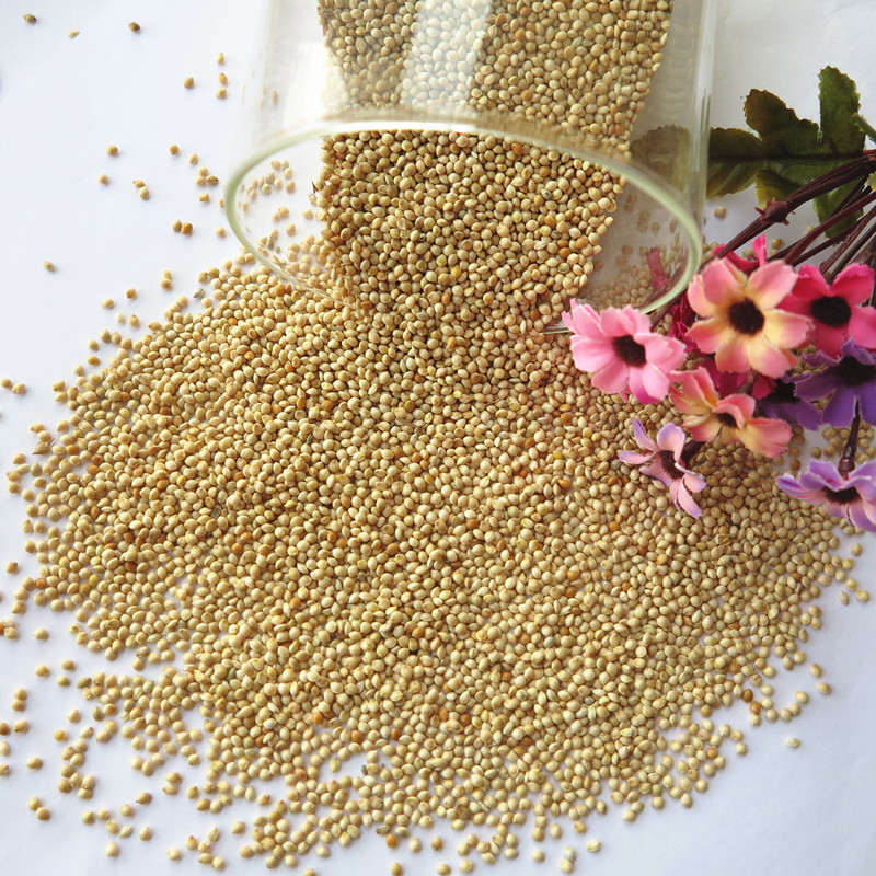 鸟食/鸟粮鹦鹉芙蓉鸟珍珠文鸟的白黍子厂家经销质量保障