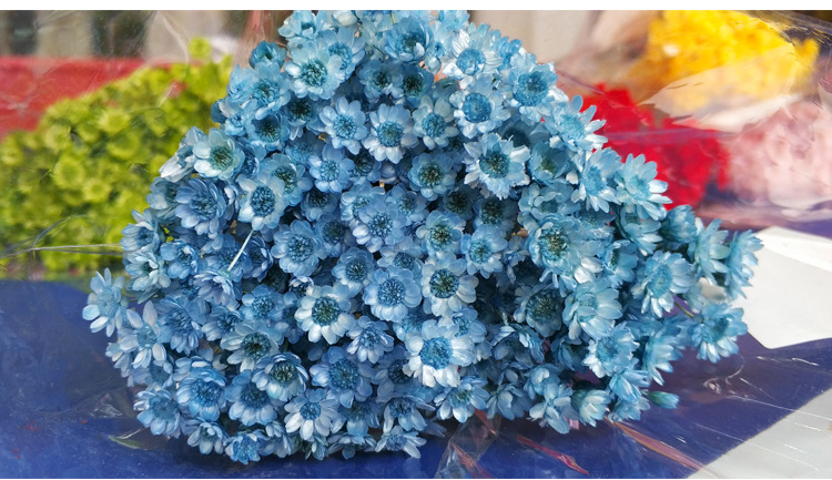 云南花材批发天星菊diy花束拍摄道具小雏菊巴西进口干花小星花