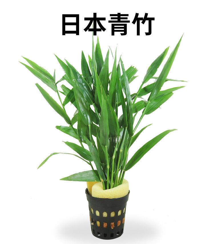 水草活体淡水植物日本青竹南美青竹鱼缸中后景水草懒人有茎类水草