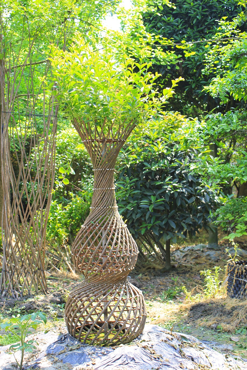 紫薇造型景观树 宝葫芦旋转交叉 紫薇编艺 园林绿化苗木 绿植编