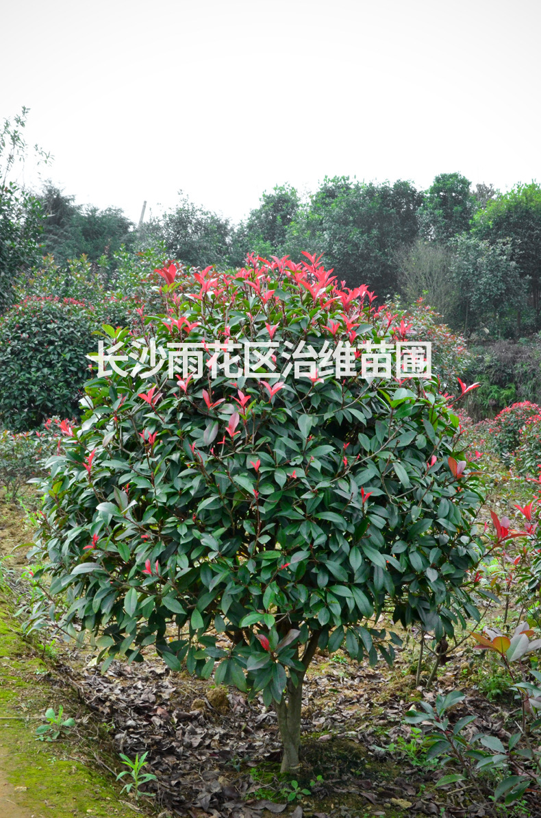 名贵树苗 盆栽茶花 山茶花树 茶花球冠幅80/120cm 园林绿化树木