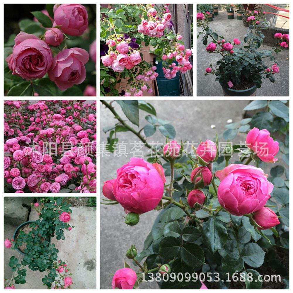 苗圃直销欧洲月季艾拉绒球月季 规格齐全 包对版 适合南北方种植