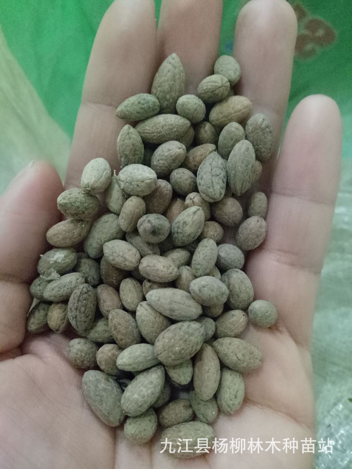 供应杜英种子 山杜英种子批发 科学存储 发芽率高