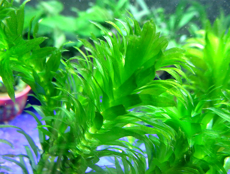 鱼缸中后景水草 青旦 绿九冠皇冠类草缸水族箱造景活体真水草装饰