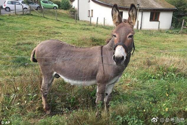 德国一家地方法院28日裁定,施利茨小镇上的一头毛驴的主人必须为驴