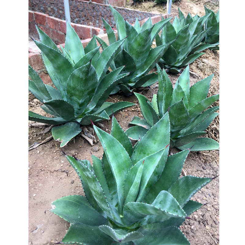 大型龙舌兰沙生植物园 翡翠盘绿色马路边绿化苗木地被花卉