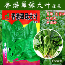 翠绿大叶菠菜种子批发 农田菜园可盆栽菠菜蔬菜籽