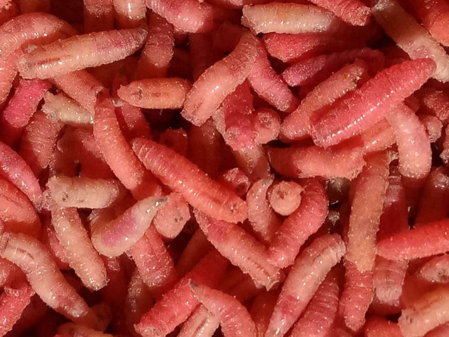 钓鱼蛆虫活体鱼饵红色肉蛆蛆牙子钓饵鲜活蛆虫瓶装活力足包活小瓶