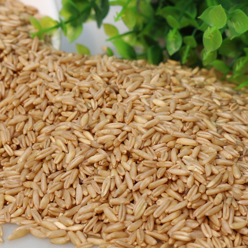 燕麦米燕麦米裸燕熟燕莜麦燕麦