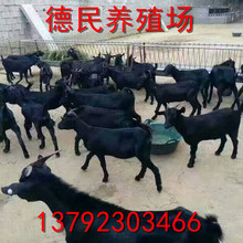 福建本地黑山羊母羊20-45公斤 黑山羊苗羊羔 黑山羊种苗养殖场