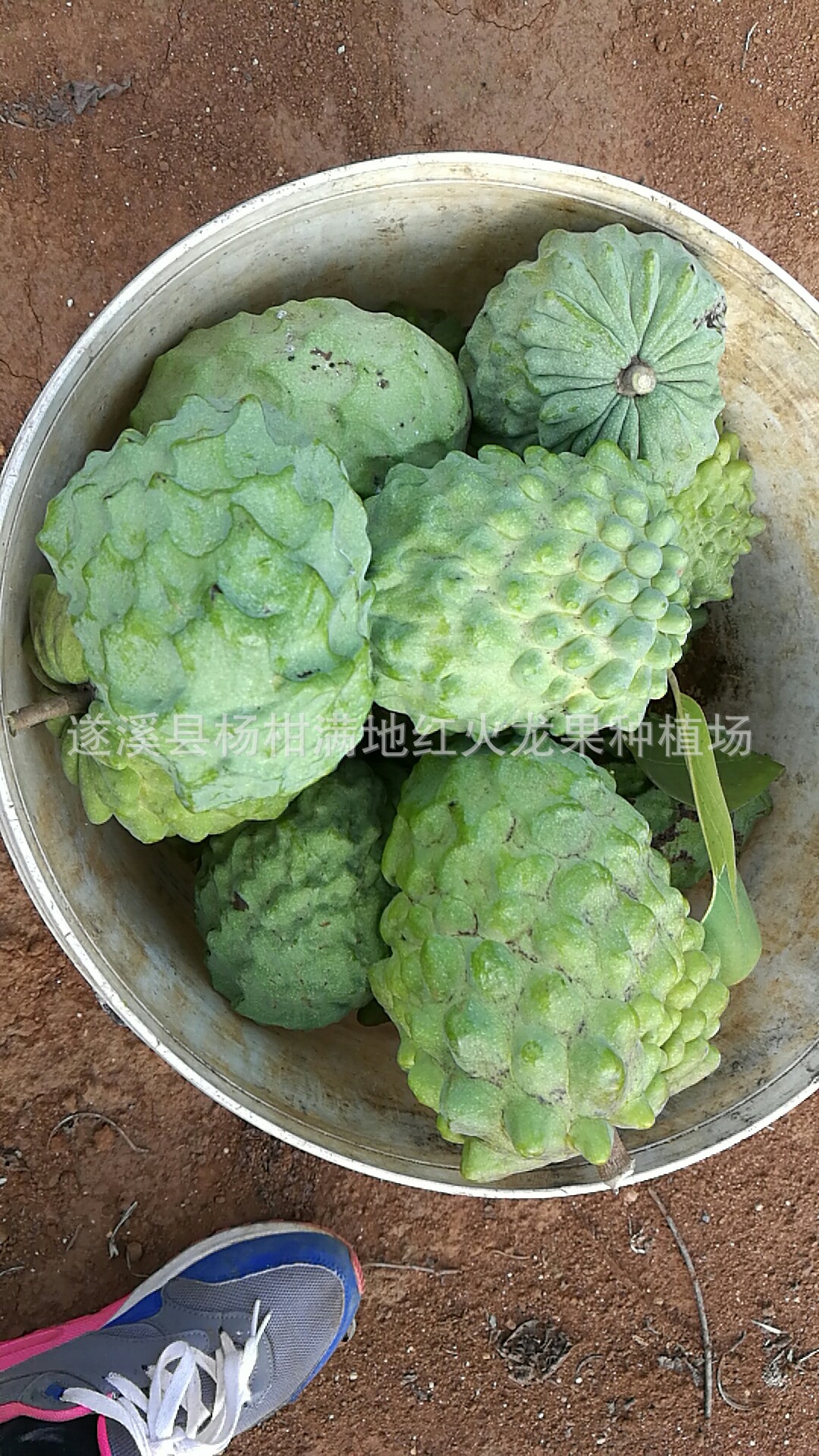 遂溪县杨柑满地红火龙果种植场