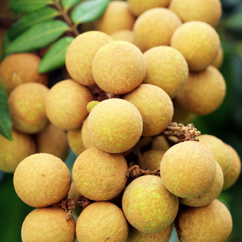 实名农户为你推荐美味水果龙眼