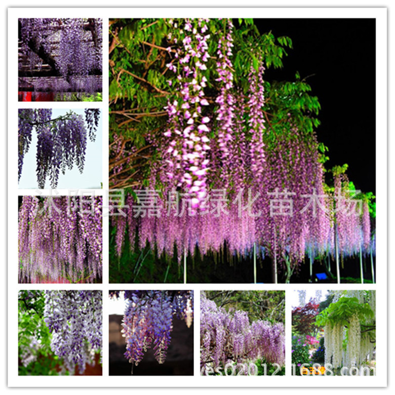 多花紫藤种子 紫藤盆景 新种子绿化行道林木苗木树种子 攀爬植物