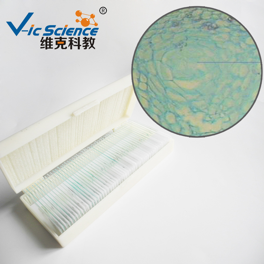 橘果皮切片(示分泌腔) 生物切片 微生物切片 植物类装片