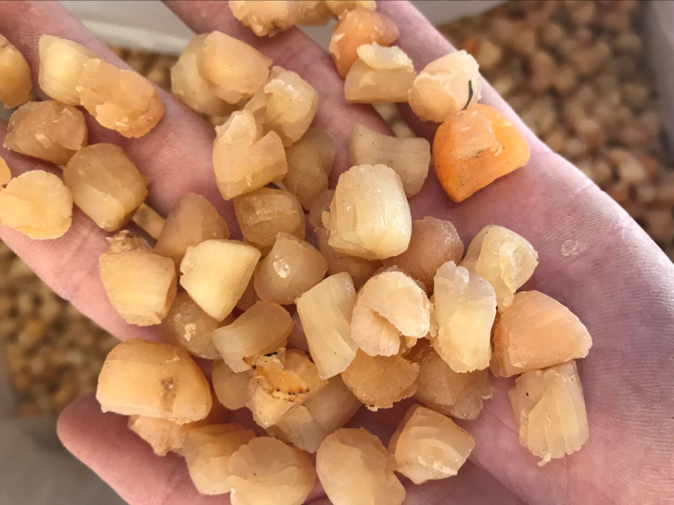 干贝(500头)每件为15公斤