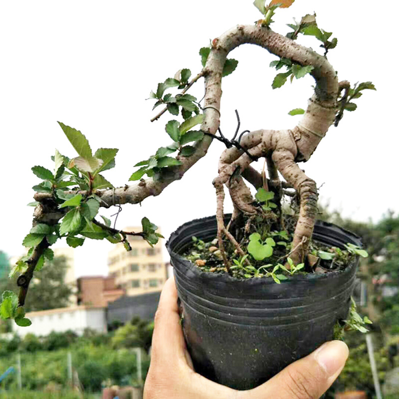 基地直供室外观赏造型盆景趣味绿植袋苗悬崖提根榆树