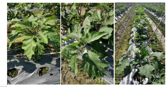 《青枯立克》《大蒜油》防治茄子青枯病效果案例