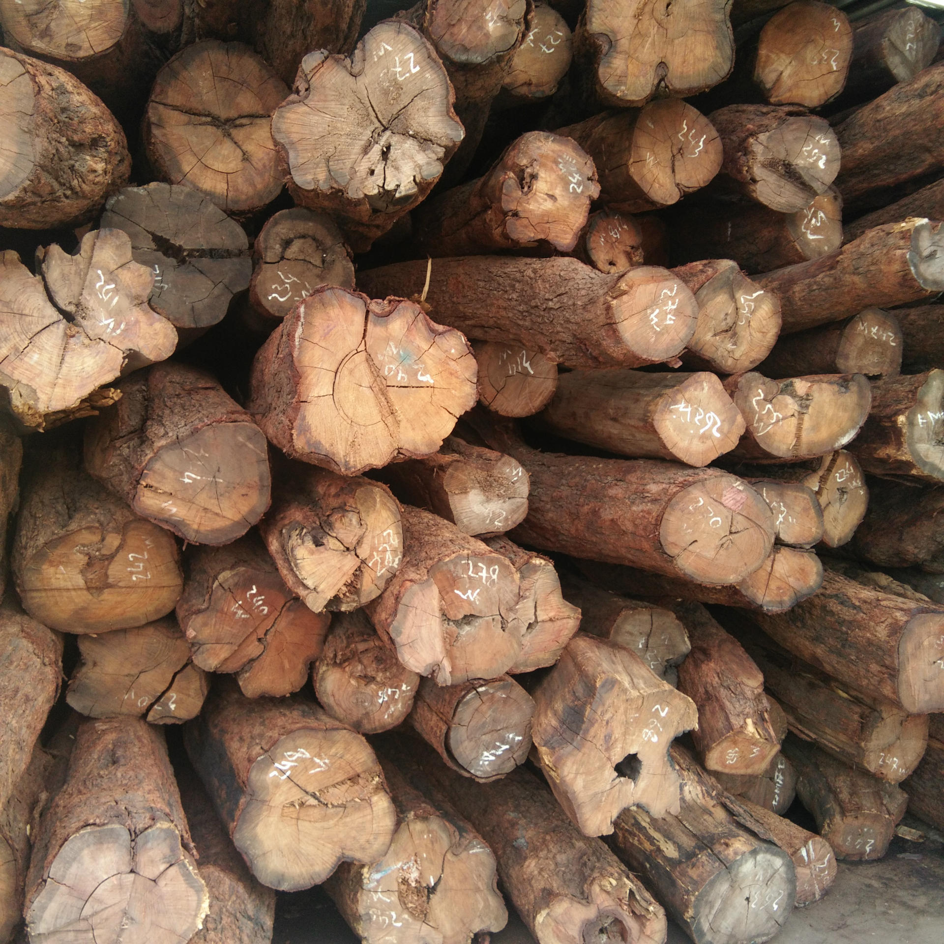 张家港原木 黄 花梨 非洲花梨木材 现货供应 价格优惠