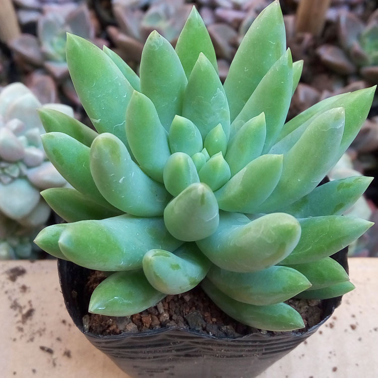 漳州多肉植物批发 约4-6cm 玉珠莲 裸根 千佛手 园艺盆栽花卉园艺