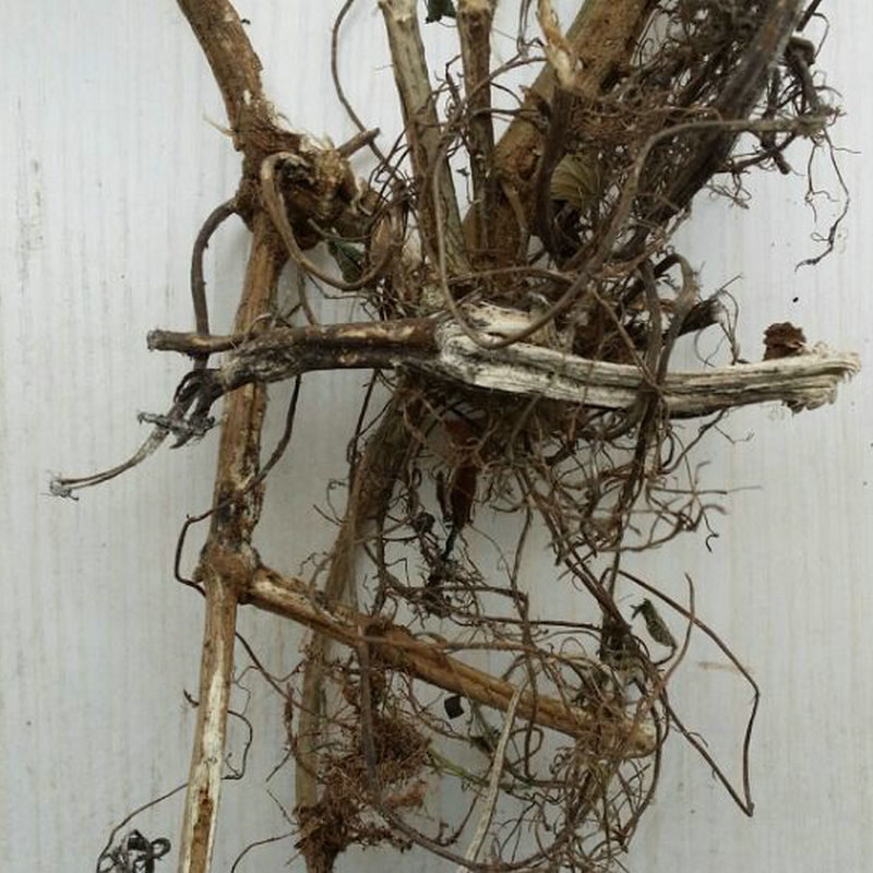 安顺市西秀区西来顺草药行