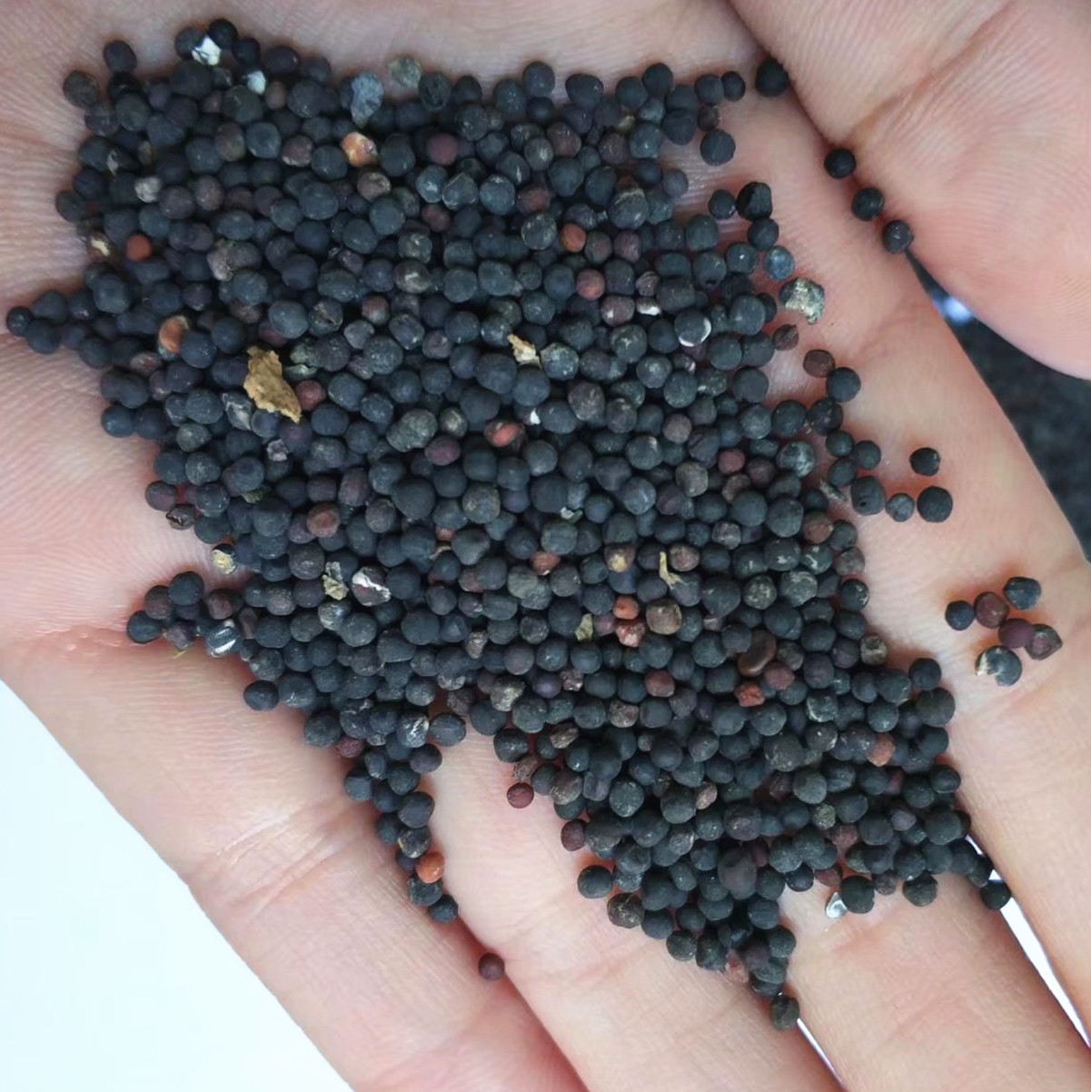 王不留行子 王不留行籽 王不留行 王不留 留行子 中药材批发