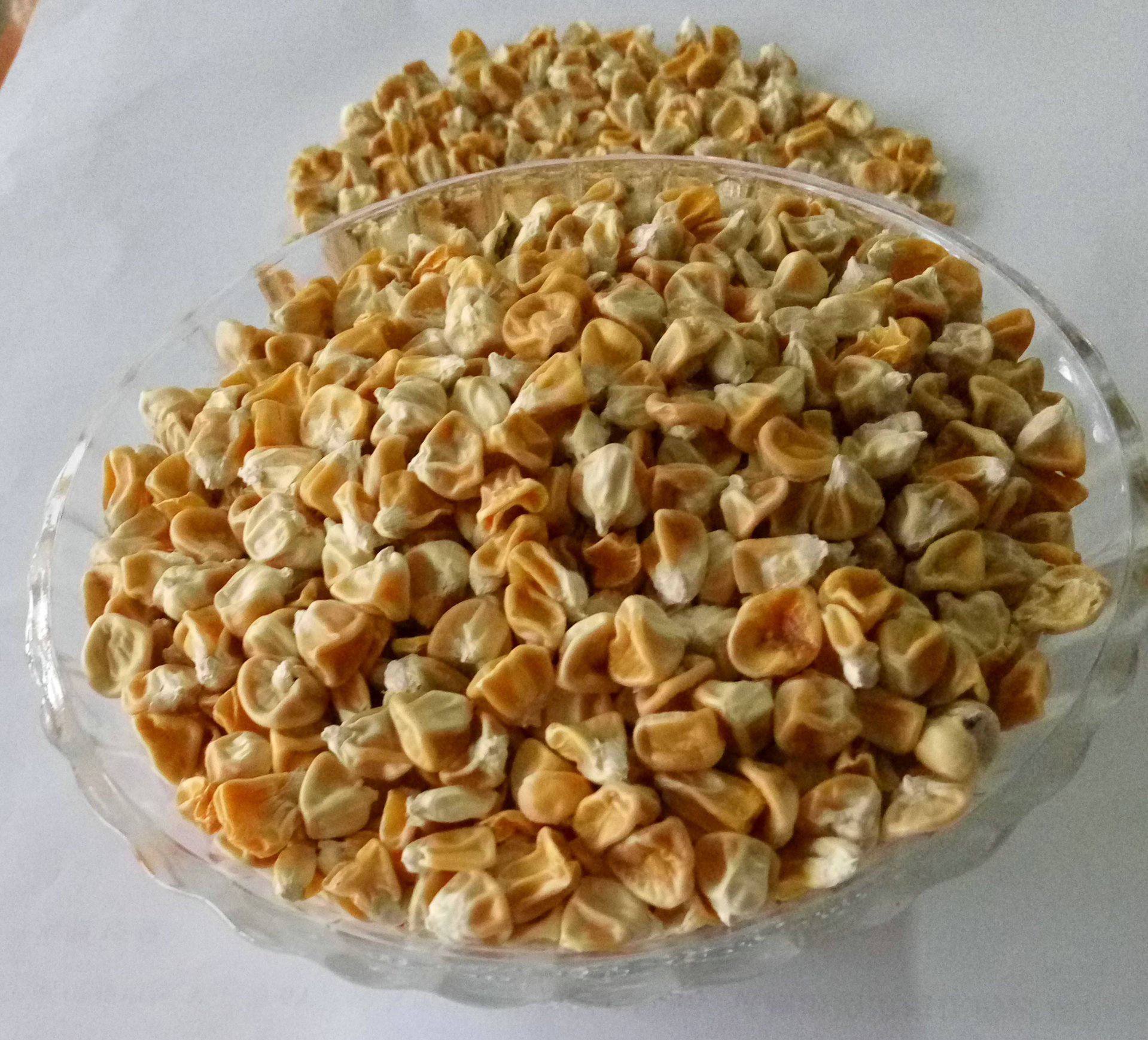 鲜香水果玉米种子批发 珍甜70f1 绿色水果玉米种子