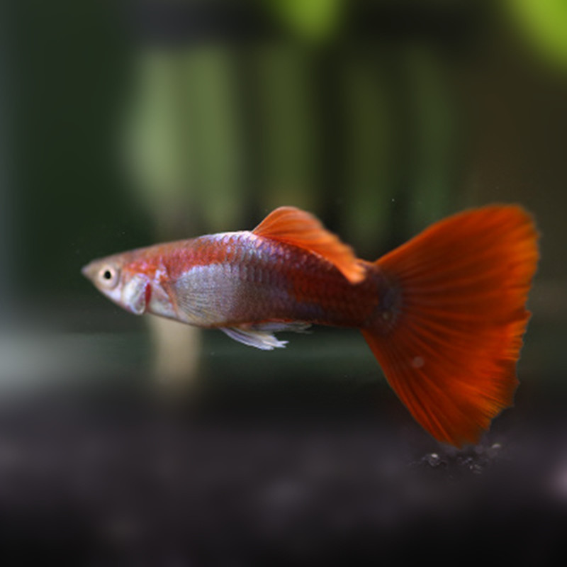 巴西红扇孔雀鱼小型热带观赏鱼胎生鱼淡水鱼活体宠物渔场大量供货