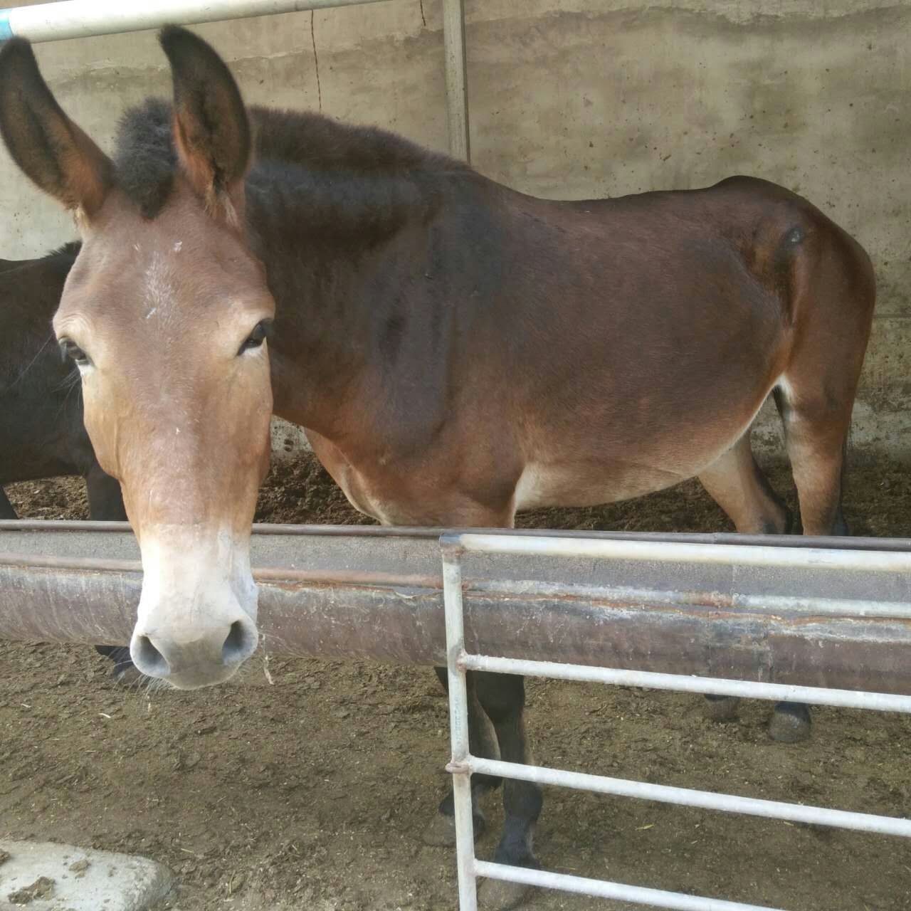 重庆合川市骡子养殖场卖驮货骡子干活骡子价格多少钱一匹