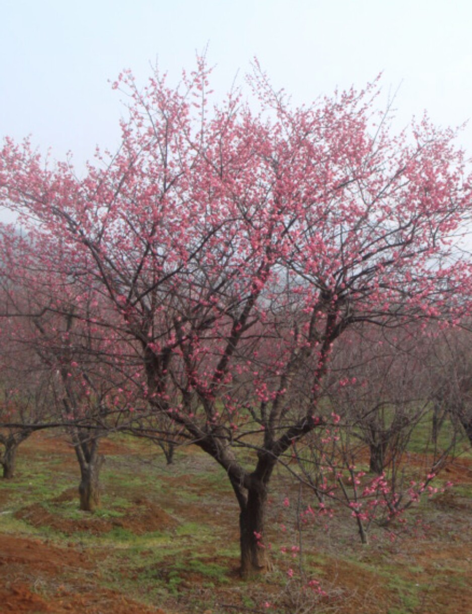 麦冬 萧山基地直销 阔叶麦冬 细叶麦冬 金边麦冬 矮麦冬 价格优惠