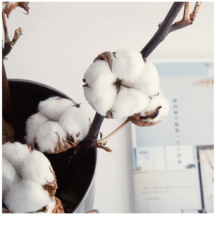 荷兰棉花干花真花棉花树枝文艺范工业风森林系家居装饰拍摄道