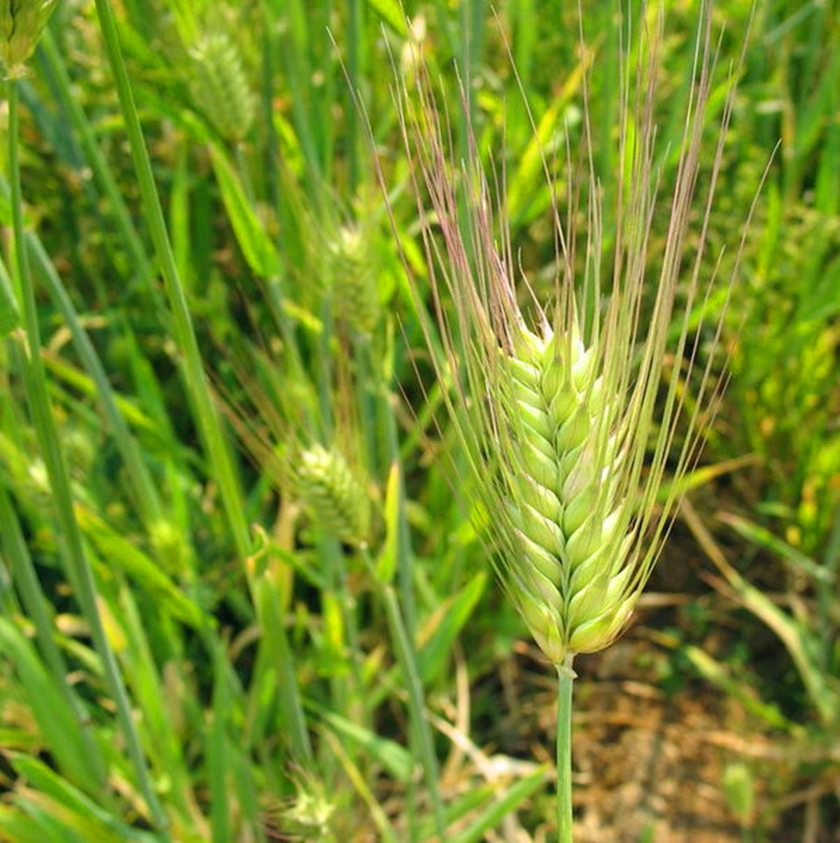 5kg 西藏特产藏民主食五谷杂粮裸大麦批发