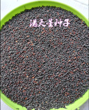 满天星种子进口