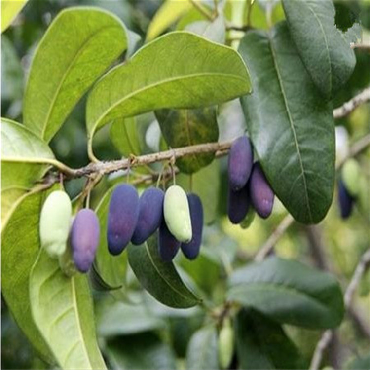 桂花树种子 桂花种子 金桂 丹桂 朱砂桂四季桂沉香桂桂花沙藏种子